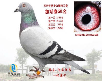 威力慧能加站赛50名