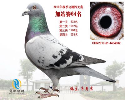 威力慧能加站赛64名