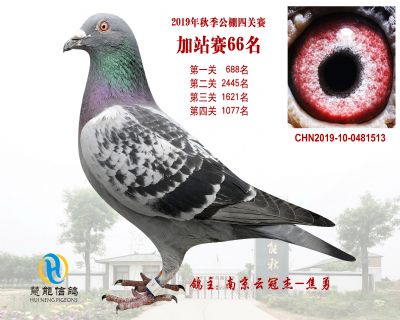 威力慧能加站赛66名