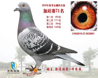 威力慧能加站赛71名