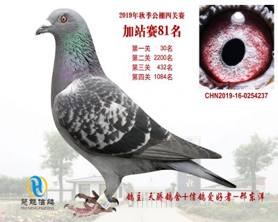 威力慧能加站赛81名