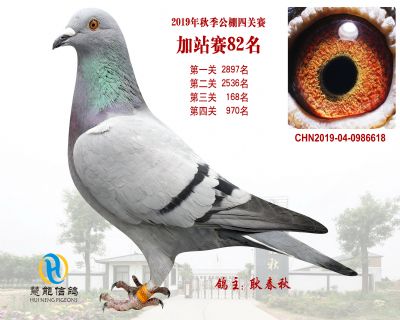 威力慧能加站赛82名