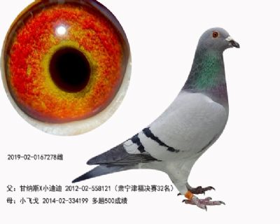 晚上鸽雌