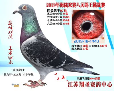 四關鴿王97名 500公里16名