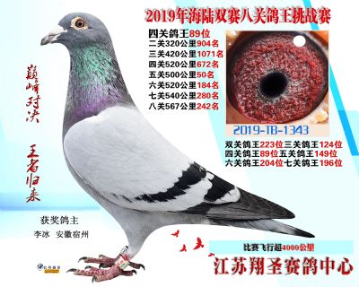 四關鴿王89名 500公里50名