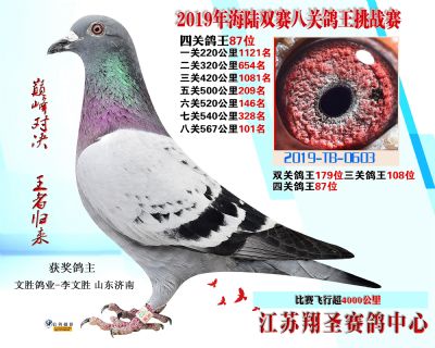 四關鴿王87名