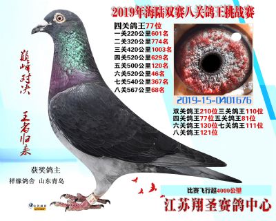 四關鴿王77名 五關鴿王81 520公里