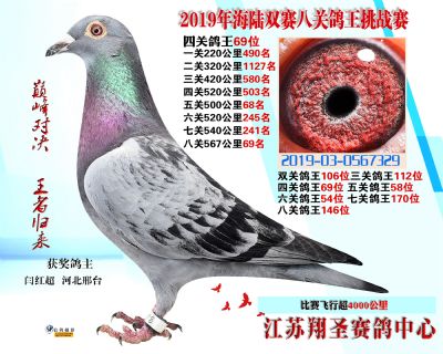 四關鴿王69名 五關鴿王58 六關鴿王5