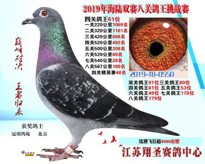 四關鴿王61名 五關鴿王53 六關鴿王4