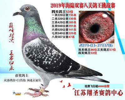 四關鴿王53名 三關鴿王57 三關鴿王8