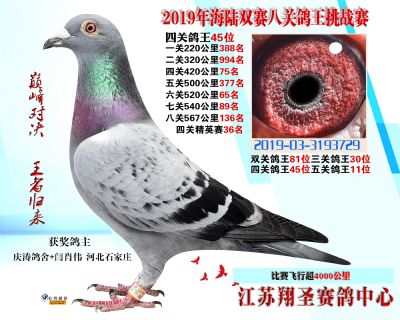 四關鴿王45名 五關鴿王11 三關鴿王3