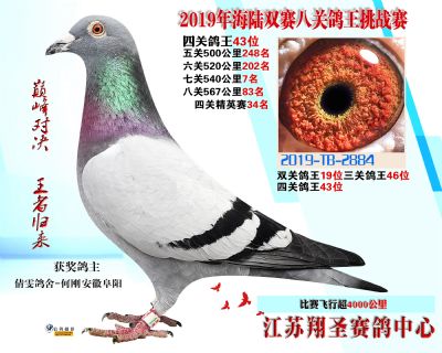 四關鴿王43名 三關鴿王46 雙關鴿王1