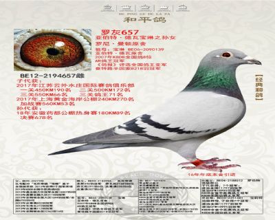 亞伯特·德瓦原舍(銘鴿‘寶林’之孫女)作出云外水莊鴿王71名