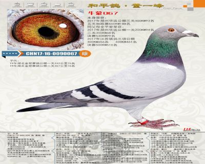 本身華遠公棚三關93名加站560公里188名,親姊妹公棚高位