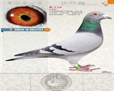 本身鐵鴿三項公棚一關61二關8三關64決賽285四關鴿王季軍