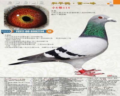 本身江蘇云外水莊二關500公里62名(蓋比×德拉帕)