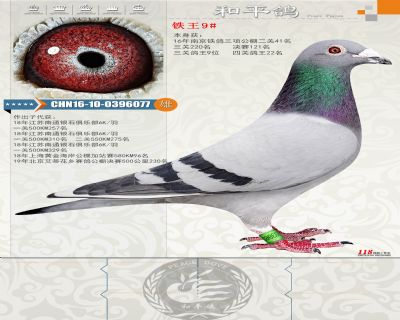 本身鐵鴿三項公棚二關41名三關220名決賽121名三關鴿王9