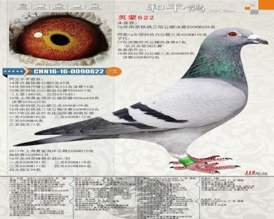 本身鐵鴿三項公棚決賽325名(英格斯×蓋比)