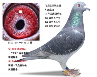 飞戈近亲曾孙