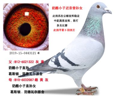奶酪小子近亲
