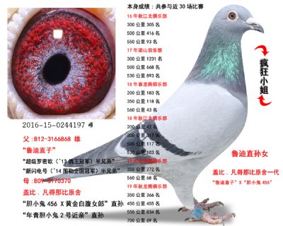 盖比鲁迪直孙