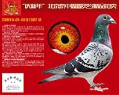 NPO国家赛29208羽冠军直子 387