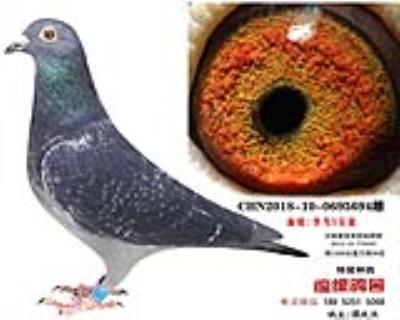 李鳥吳淞1