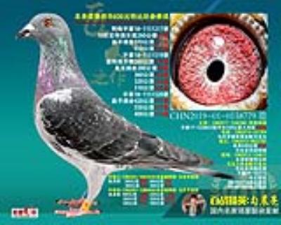 马克罗森斯黄金配对直孙