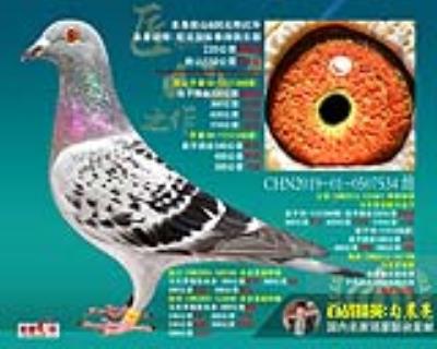 马克·罗森斯黄金配对直孙