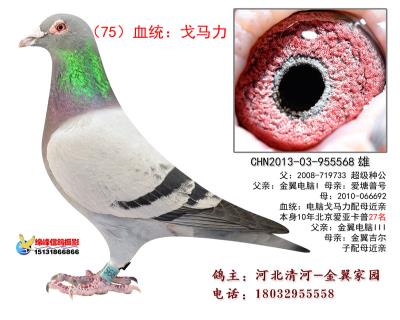 特留种鸽