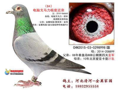 父亲亚精顿555公里120羽冠军