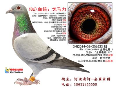 特留种鸽