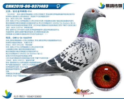 吉林克斯-湯姆公主483