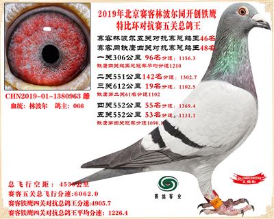 19賽客林波爾同鐵鷹1.25萬羽對抗賽總鴿王46名同窩63名