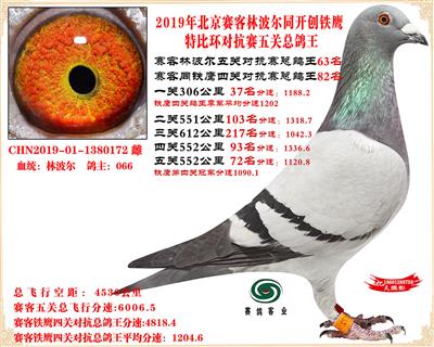 19賽客林波爾同鐵鷹1.25萬羽對抗四總鴿王63名同窩46名