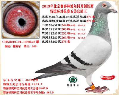 19北京賽客林波爾同鐵鷹1.25萬羽對抗賽總鴿王271名