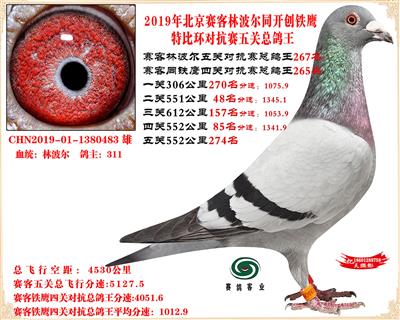 19北京賽客林波爾同鐵鷹1.25萬羽對抗賽總鴿王267名