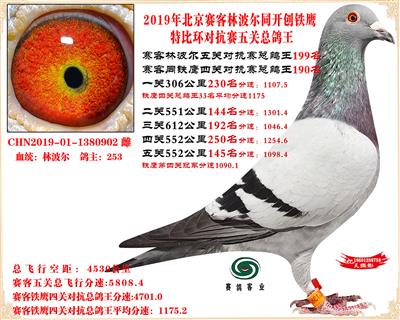 19北京賽客林波爾同鐵鷹1.25萬羽對抗賽總鴿王199名