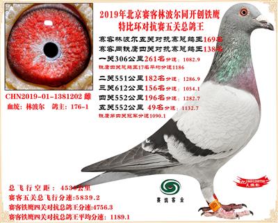 19北京賽客林波爾同鐵鷹1.25萬羽對抗四總鴿王138名