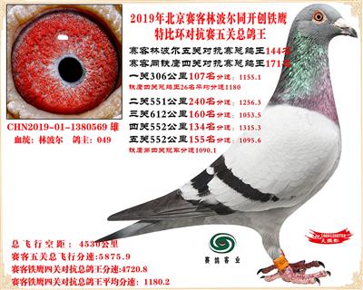 19北京賽客林波爾同鐵鷹1.25萬羽對抗賽總鴿王144名