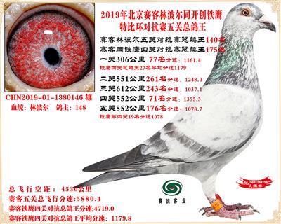 19北京賽客林波爾同鐵鷹1.25萬羽對抗賽總鴿王140名
