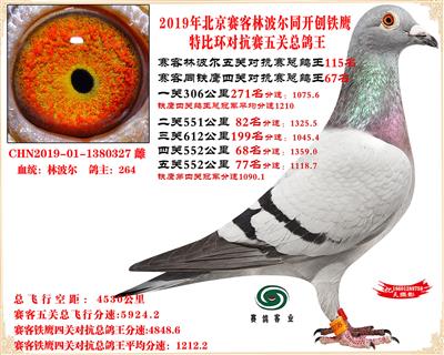 19北京賽客林波爾同鐵鷹1.25萬羽對抗賽總鴿王115名