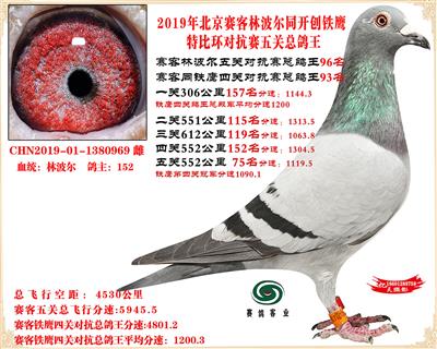19北京賽客林波爾同鐵鷹1.25萬羽對抗賽總鴿王96名