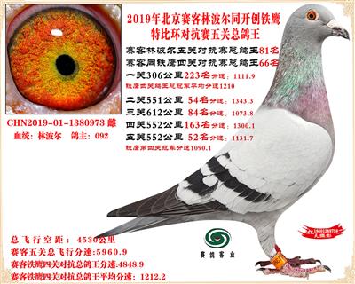 19北京賽客林波爾同鐵鷹1.25萬羽對抗賽四總鴿王66名