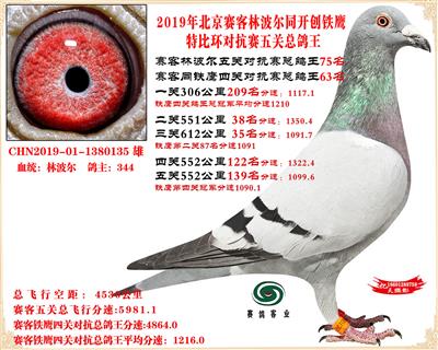 19北京賽客林波爾同鐵鷹1.25萬羽對抗賽總鴿王75名