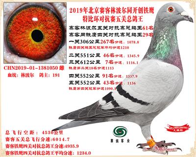 19北京賽客林波爾同鐵鷹1.25萬羽對抗四總鴿王29名