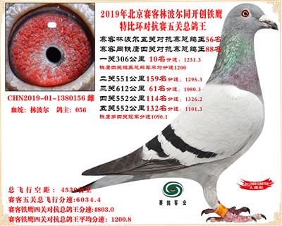 19北京賽客林波爾同鐵鷹1.25萬羽對抗賽總鴿王56名