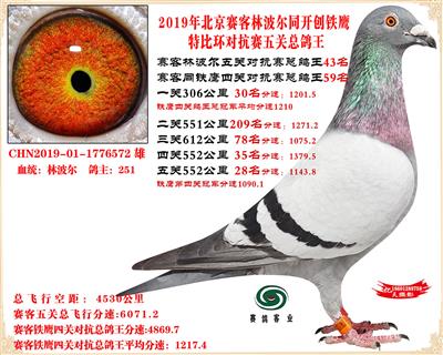 19北京賽客林波爾同鐵鷹1.25萬羽對抗賽總鴿王43名