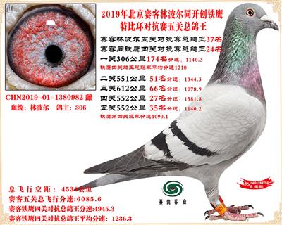 19北京賽客林波爾同鐵鷹1.25萬羽對抗四總鴿王24名