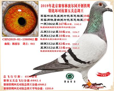 19北京賽客林波爾同鐵鷹1.25萬羽對抗四總鴿王27名